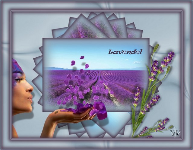 lavendel