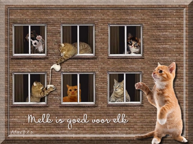 Les 73 Melk is goed voor elk