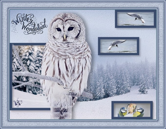 Winter wonderland