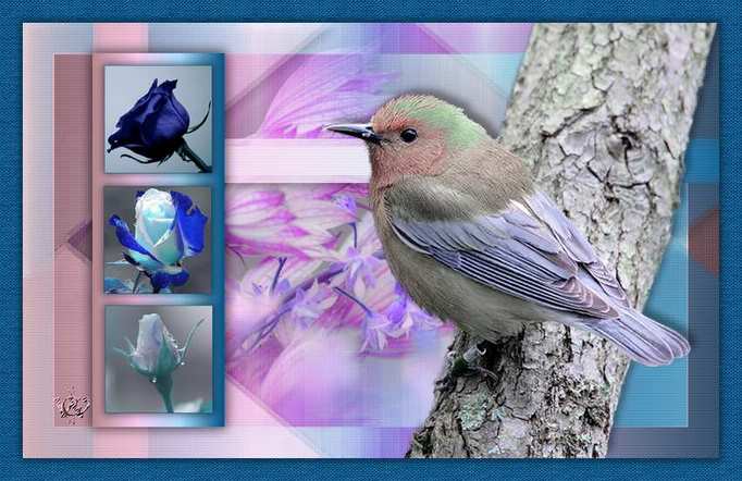 Bird