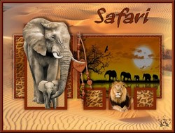 Safari